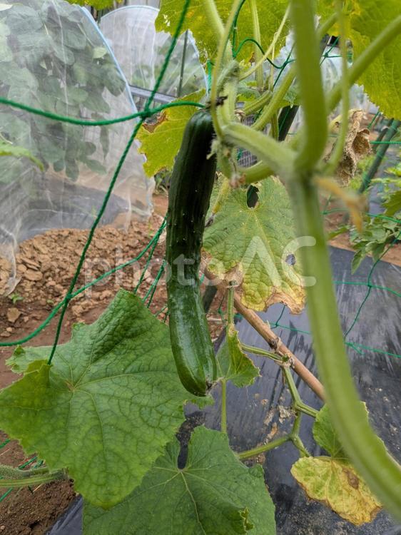 きゅうりの栽培 キュウリ,野菜,畑の写真素材
