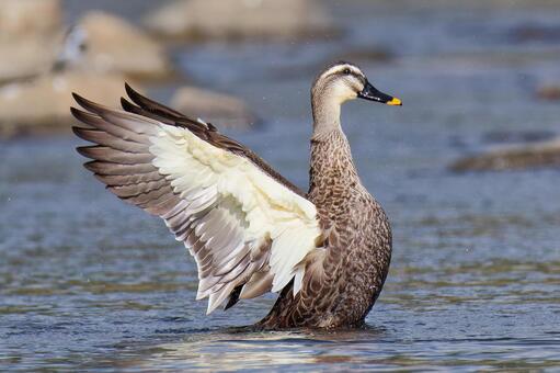 大きな翼を広げるカルガモ カルガモ,軽鴨,夏留鴨の写真素材