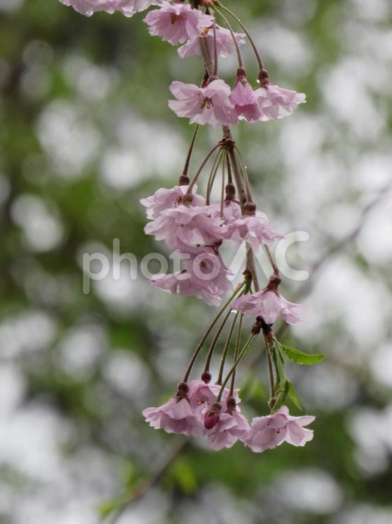 枝垂れ桜 枝垂れ桜,桜,さくらの写真素材