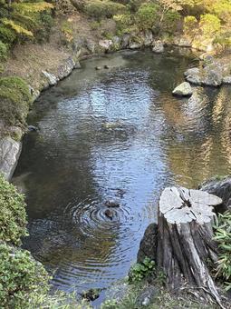 カモ カモ,かも,鳥の写真素材