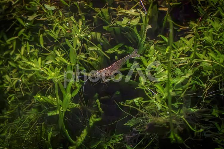 水草の中のヤマトヌマエビ ヤマトヌマエビ,やまとぬまえび,ヤマトの写真素材