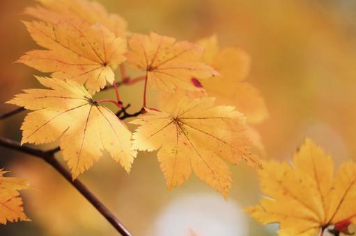 紅葉 紅葉の写真
