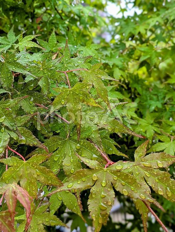 雨の日の青もみじ① もみじ,雨,青いの写真素材