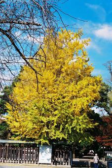 大イチョウ 秋,紅葉,秋の風景の写真素材