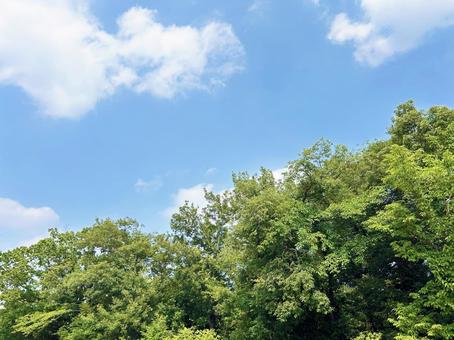 青空と新緑の木々 青空と新緑の木々 空,新緑,木々の写真素材