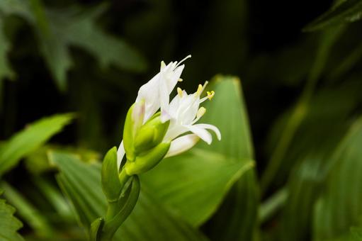 コバギボウシの開花 2 コバギボウシの開花 2の写真