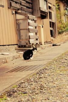 路地裏の野良猫 猫,野良猫,地域猫の写真素材