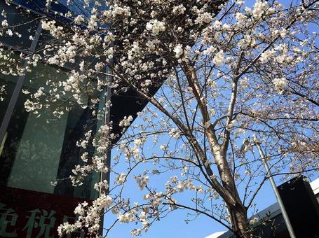 桜 桜の写真