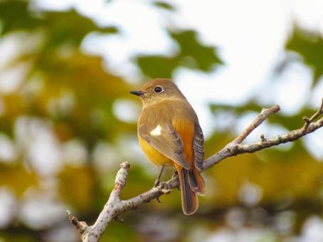 木の枝に留まるジョウビタキのメス ジョウビタキ,野鳥,動物の写真素材