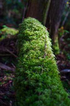 苔 苔の写真