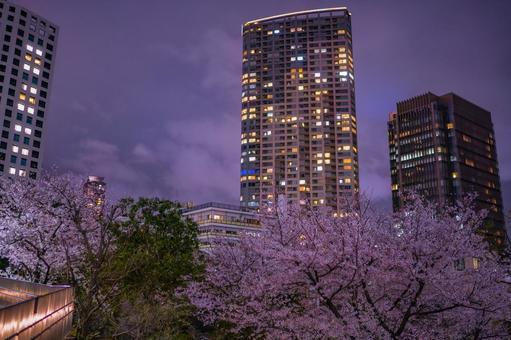 Cherry blossoms and skyscrapers at night in Akasaka, JPG Cherry blossoms and skyscrapers at night in Akasaka, JPG