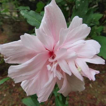 ムクゲ(木槿) ムクゲ(木槿) ムクゲ,木槿,花の写真素材