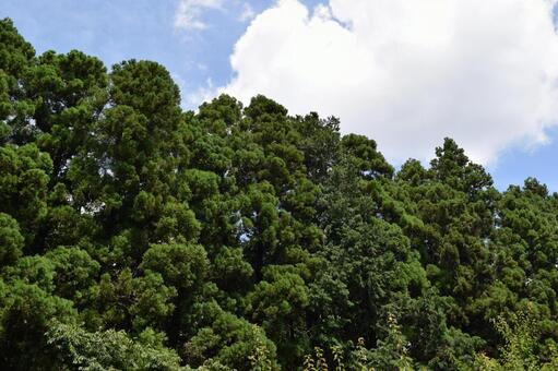 スギの木 針葉樹林 スギの木,杉,スギ林の写真素材