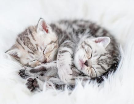 クッションの上ですやすや眠る子猫たち クッションの上ですやすや眠る子猫たちの写真