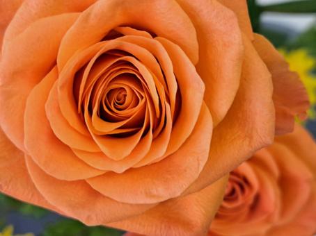 華道のオレンジのバラ 華道のオレンジのバラの写真