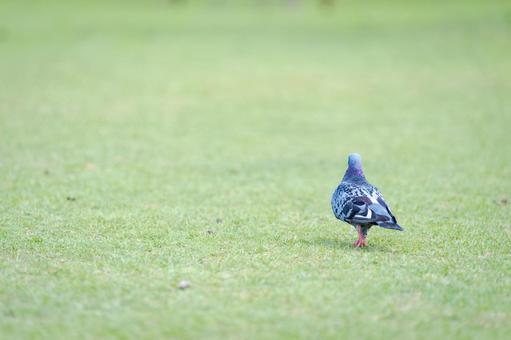 公園を散歩する鳩００３の写真