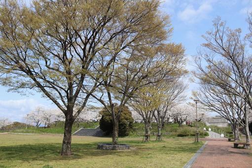 高塔山公園 高塔山公園 高塔山公園,公園,木の写真素材