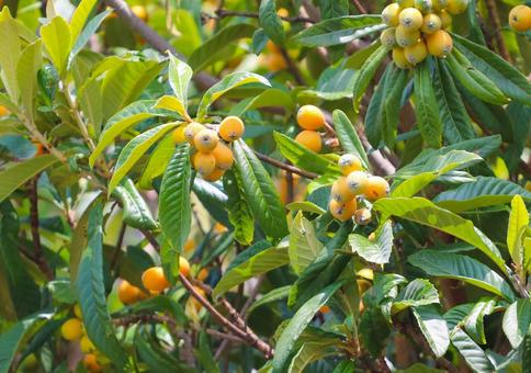 Photo, biwa, loquat, fruit, 