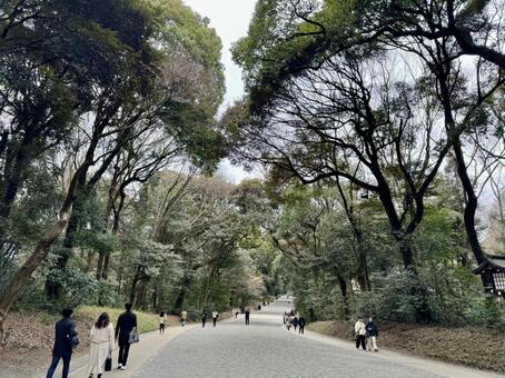 冬の明治神宮　境内 明治神宮,境内,木々の写真素材