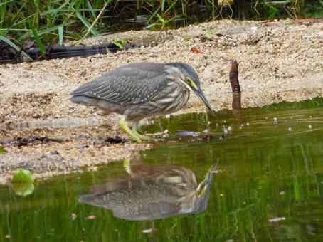 水際で餌を探すササゴイ3 水際で餌を探すササゴイ3 ササゴイ,鳥,鳥類の写真素材