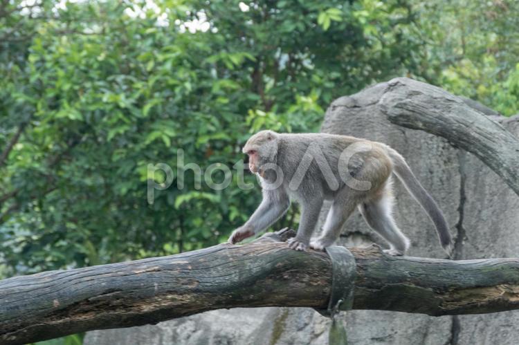 木の橋をわたるニホンザル ニホンザル,動物園,台北市立動物園の写真素材