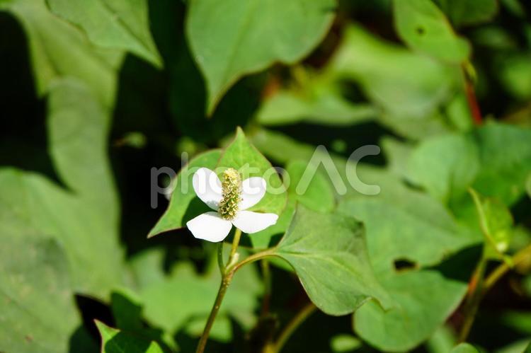 自生したドクダミの白い花 ドクダミ,ドクダメ,花の写真素材