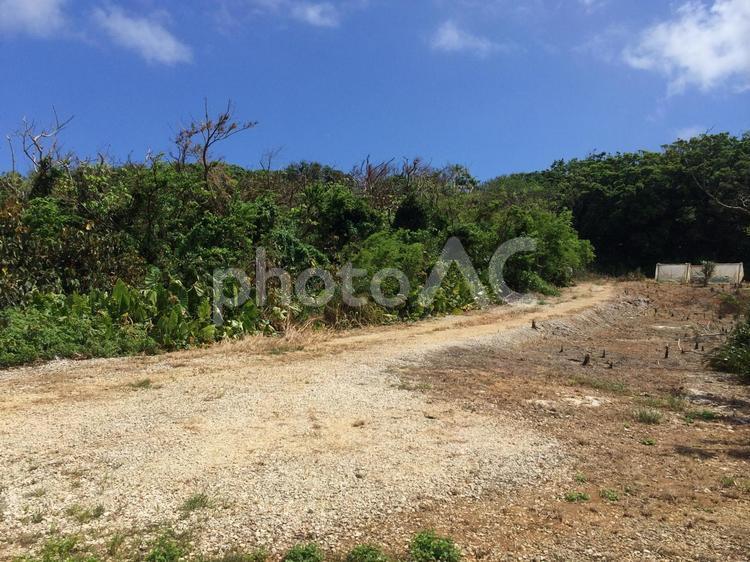 石の多い砂利道と夏の青々とした雑草や木 砂利道,砂,薄茶色の写真素材
