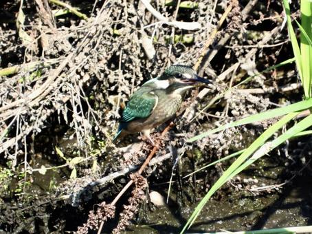 小エビを咥えるカワセミ 小エビを咥えるカワセミの写真