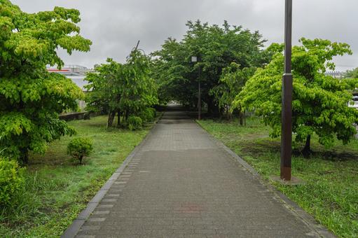 雨降りの歩道 雨降りの歩道 葉,桜,雨の写真素材
