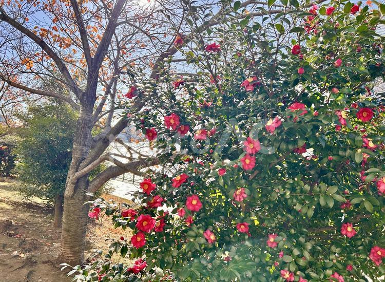 冬の木と椿 色鮮やか,椿,つばきの写真素材