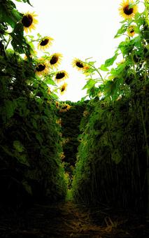 Hide and seek in the sunflower field, JPG Hide and seek in the sunflower field, JPG