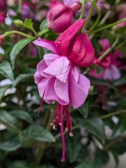 ピンクの花 ピンクの花 花,はな,flowerの写真素材