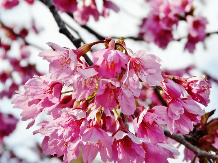 寒緋桜 寒緋桜,カンヒザクラ,桜の写真素材