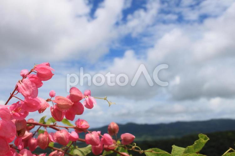 遠くの峰を望むピンクの花 花,山,空の写真素材