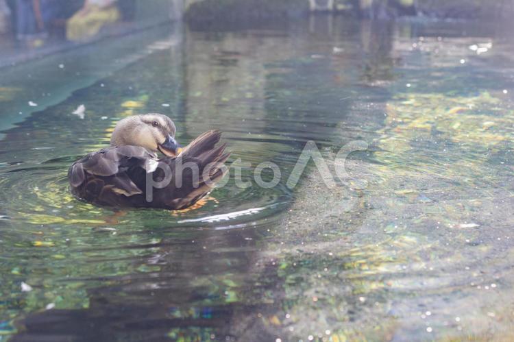水面に浮かぶカモ 鴨,マガモ,鳥の写真素材