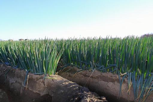 Green onion field Fukaya green onion field Fukaya green onion Shingai Fukaya city Toyosato Green onion field Fukaya green onion field Fukaya green onion Shingai Fukaya city Toyosato