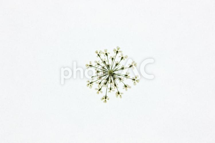 押し花２２ 背景,押し花,花の写真素材