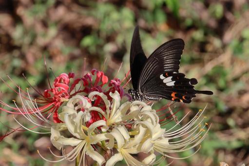 彼岸花と黒アゲハ蝶04 彼岸花と黒アゲハ蝶04の写真