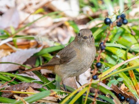 枝にとまるジョウビタキのメス・ジョビコの写真