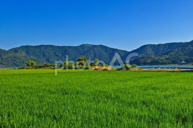 夏空と余呉湖を望む長浜の緑豊かな田園 田んぼ,水田,夏の写真素材
