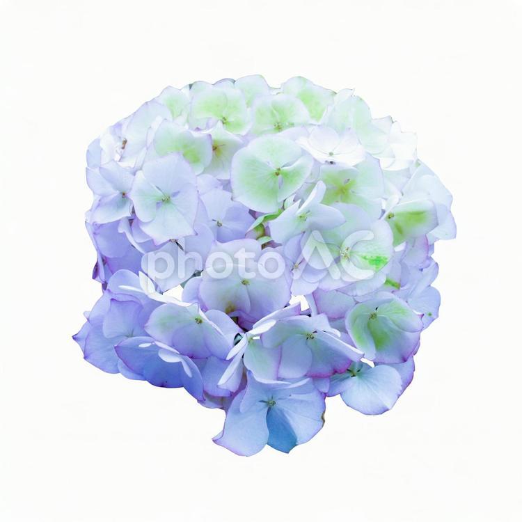 あじさい　切り抜き素材PSD あじさい,アジサイ,紫陽花の写真素材