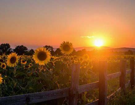 夕焼けに染まる向日葵畑 夕焼けに染まる向日葵畑の写真