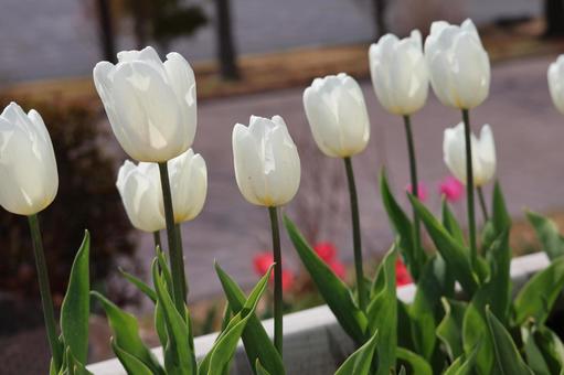 White tulip flowers blooming in a planter, JPG White tulip flowers blooming in a planter, JPG