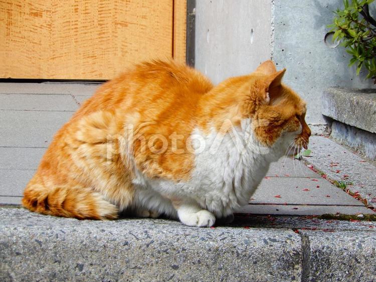 舌を出す目が見えない茶トラの野良猫 猫,ネコ,野良猫の写真素材