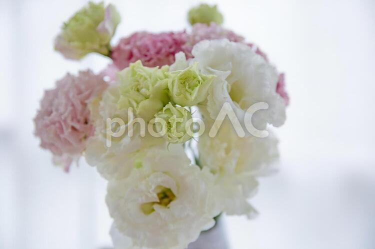 窓辺のトルコキキョウ 窓辺のトルコキキョウ トルコキキョウ,花,花束の写真素材