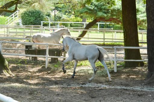 馬場を気持ち良さそうに走る白馬 馬場を気持ち良さそうに走る白馬の写真