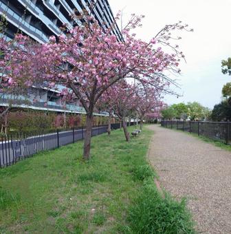 桜 桜の写真