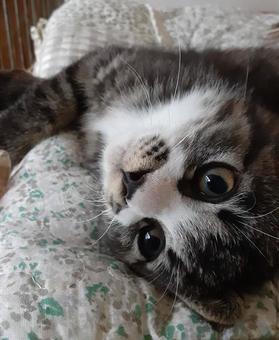 猫 猫の写真