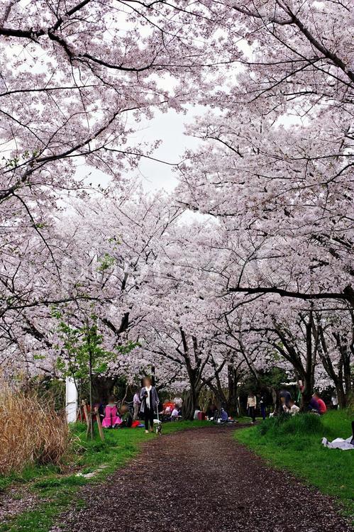 花曇りの日、桜咲く公園にて サクラ,桜,アーチの写真素材