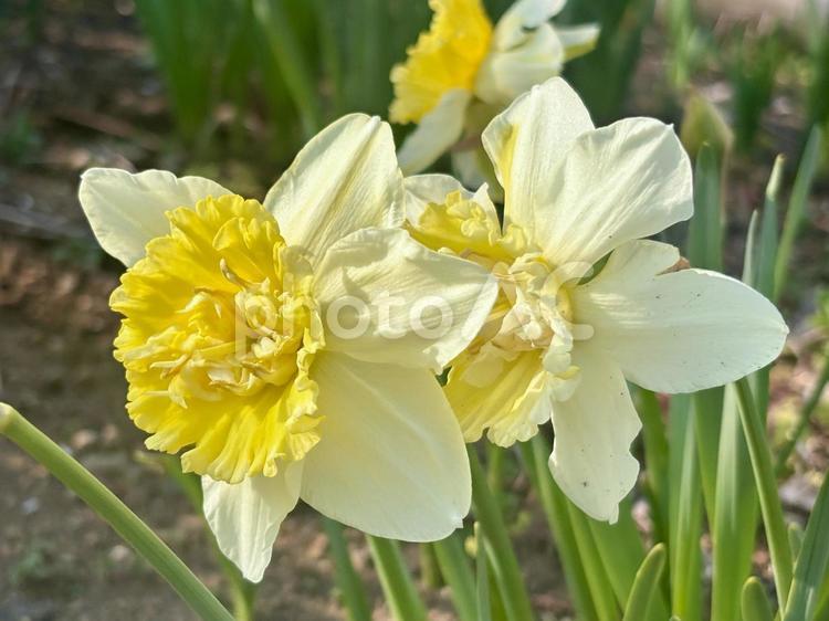 白と黄色のカップ咲き水仙の花 水仙,スイセン,花の写真素材